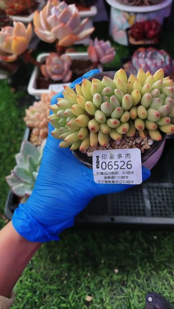 昆明印象多肉06526