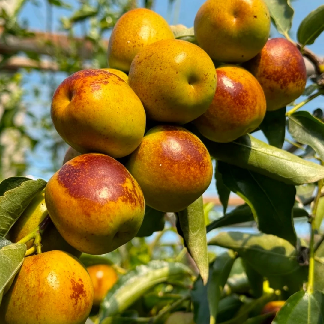 【枣树树苗】枣树苗冰糖枣冬枣阳台庭院盆栽地栽适合南方北方