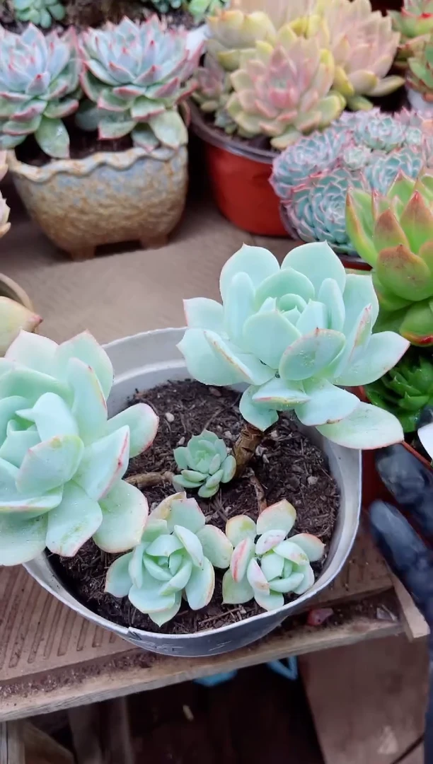 o**o13028多肉植物一物一拍