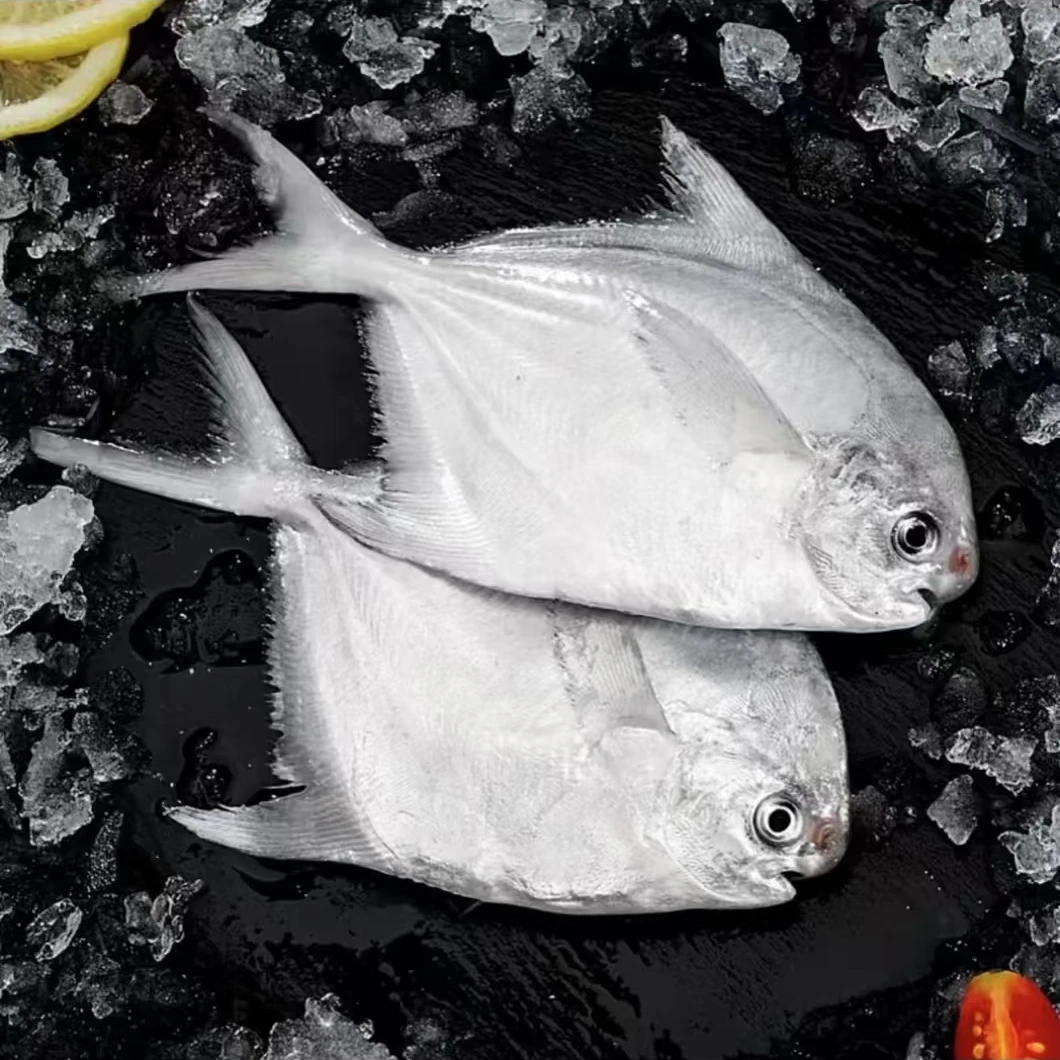 【银鲳鱼】新鲜海捕精品银鲳鱼500g/ 每包一斤5-6条
