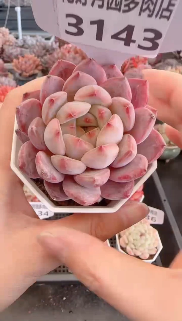 【闪购商品】3143.