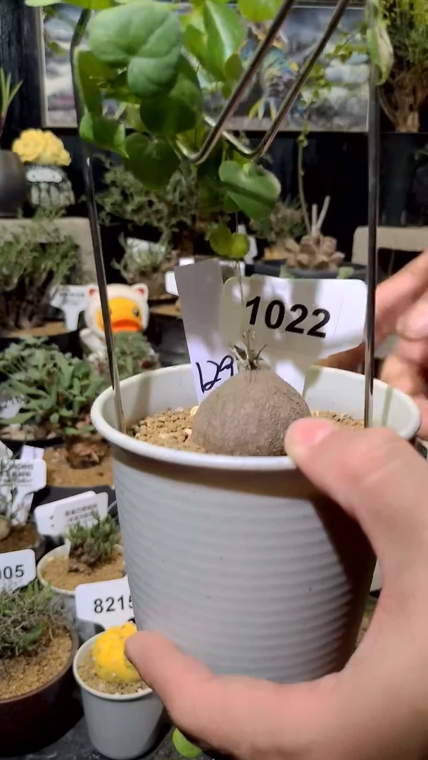 1022号1216甄选单颗南非龟甲龙