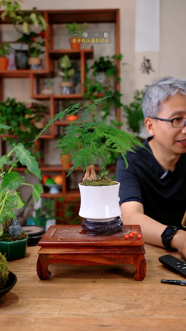 不开花植物哈***?文竹166