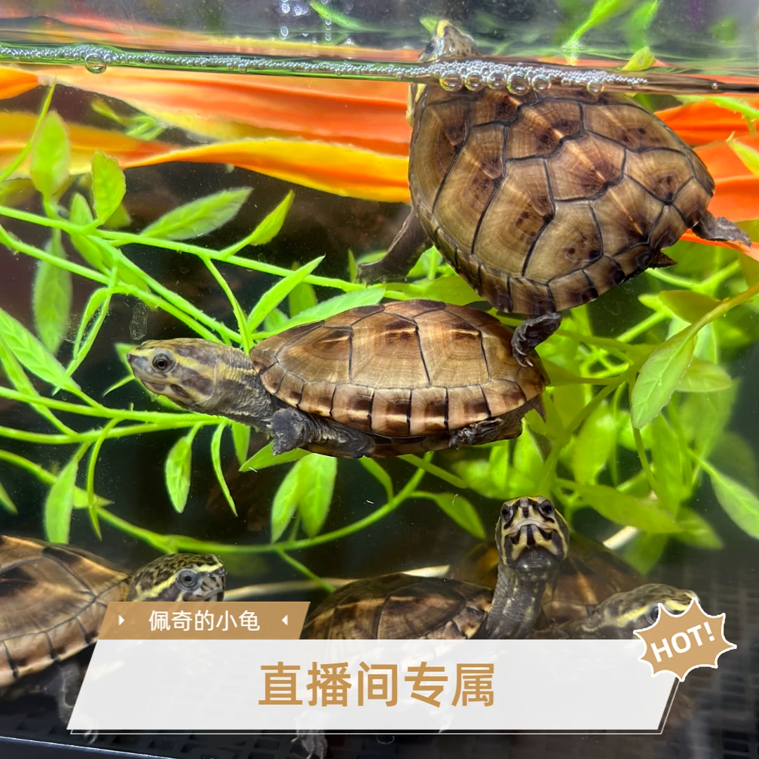 【蛋龟】直播间专属拍龟链接，一龟一拍，拍前联系客服（私拍发龟粮）