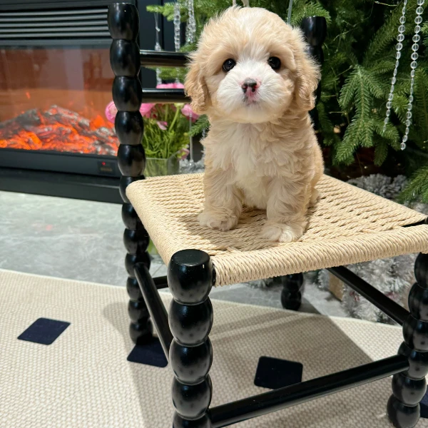 BL MIX DOG家可卡布可卡熊骑士贵宾马尔泰伴侣犬乖小狗甜美卡哇伊