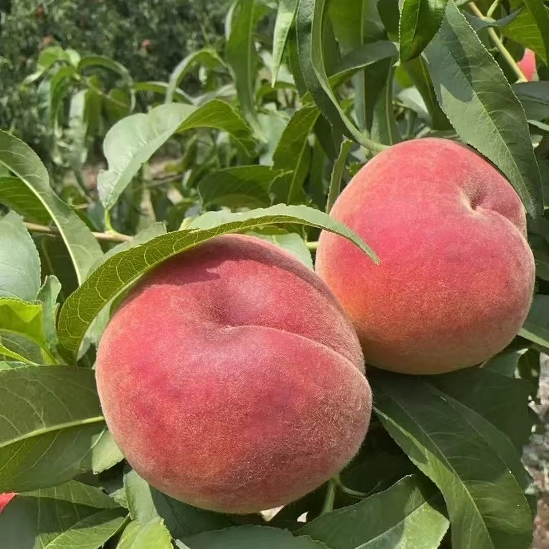 【清甜多汁】陕西红桃水蜜桃新鲜毛桃现摘现发带箱3斤/带箱4.5斤