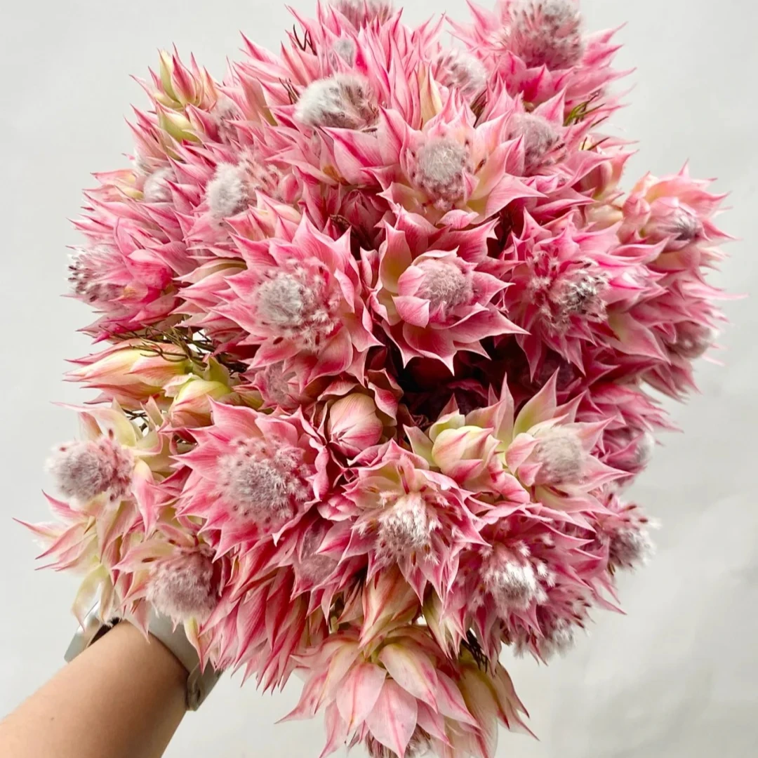 新娘花--稀有小众花材