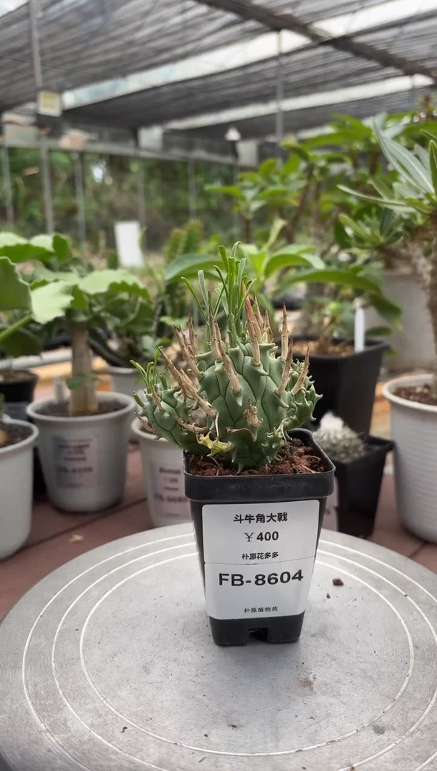 斗牛角大戟FB-8604