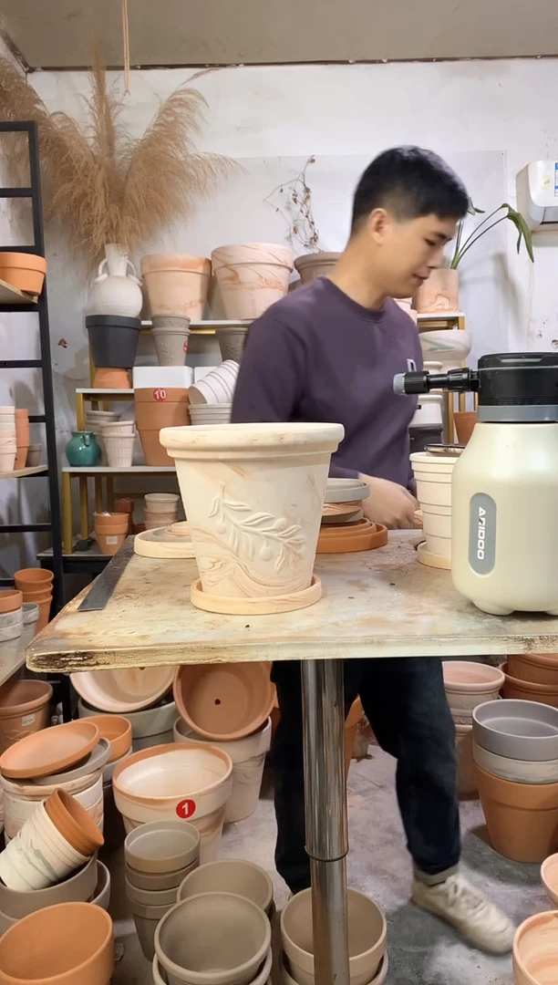 20*19玛奇朵橄榄枝 1盆1托