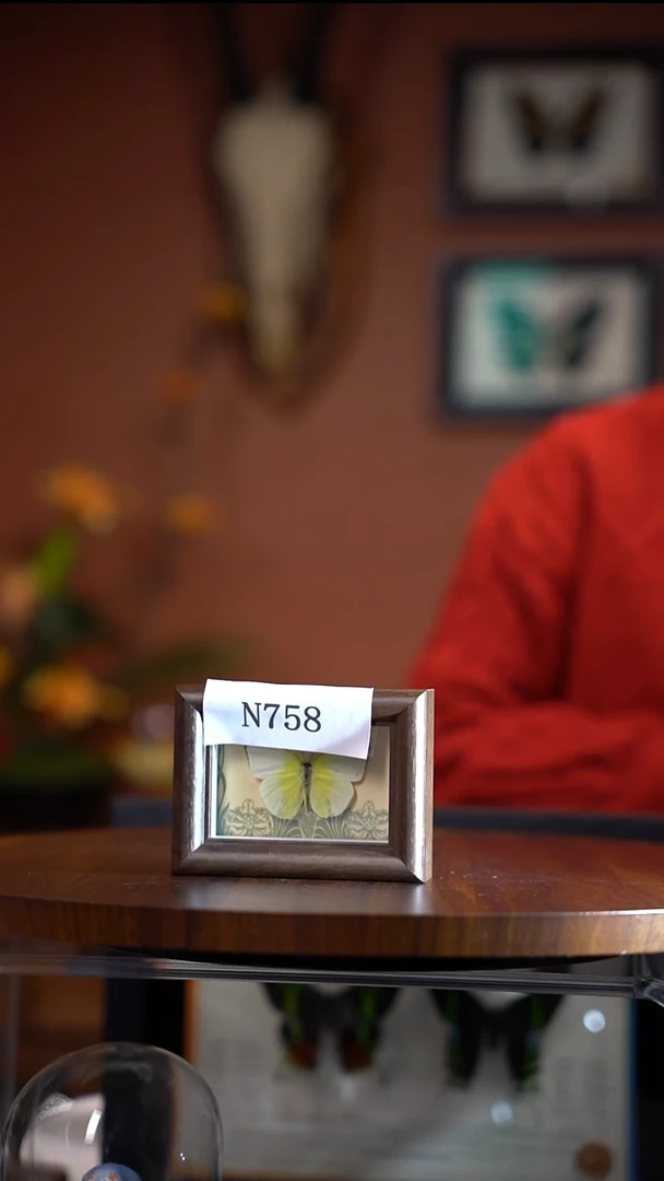 N758迁粉蝶冰箱贴微瑕