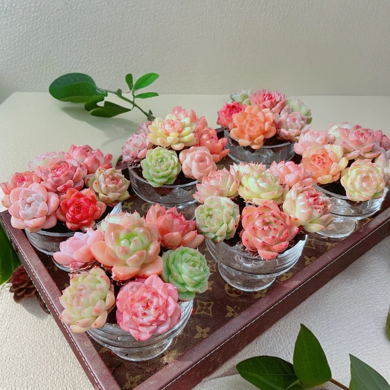 无土多肉缤纷水果拼盘马卡龙冰淇淋多肉拼盘