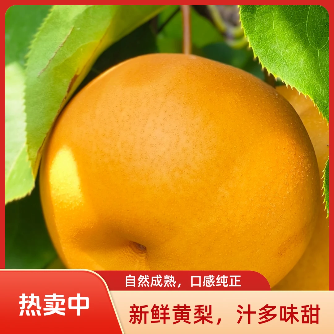 正宗秋月梨当季新鲜水果皮薄多汁细腻香甜梨子