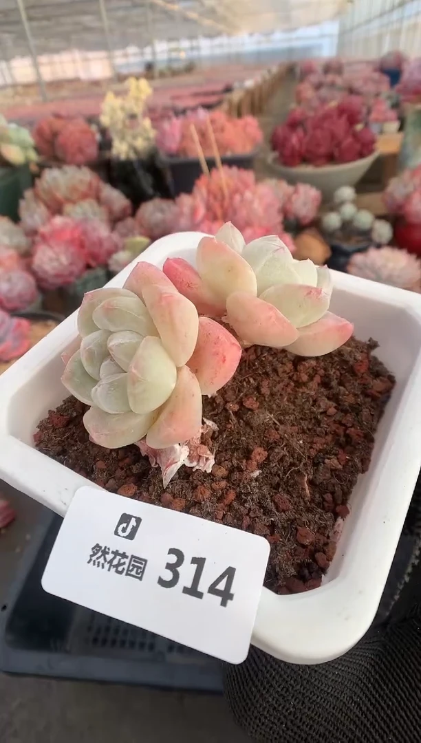 314冰玉多肉植物一物一拍