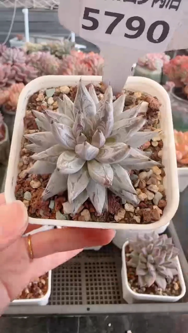 【闪购商品】5790.