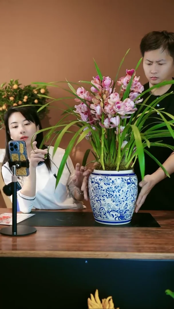 【闪购商品】盆景蝶恋花