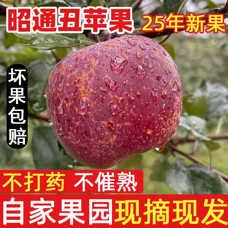 云南昭通冰糖心丑苹果脆甜多汁新鲜现摘当季水果