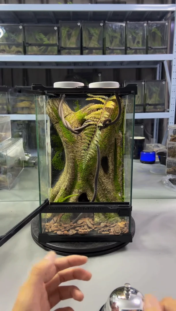 玻璃【长20宽20高30】爬宠造景缸睫角守宫树栖蜘蛛饲养箱爬宠爬虫缸