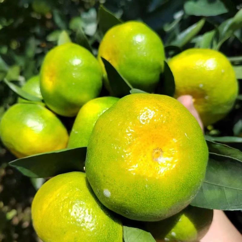 现摘无籽蜜橘宜昌高山蜜桔酸甜爽口薄皮多汁新鲜应季水果现摘