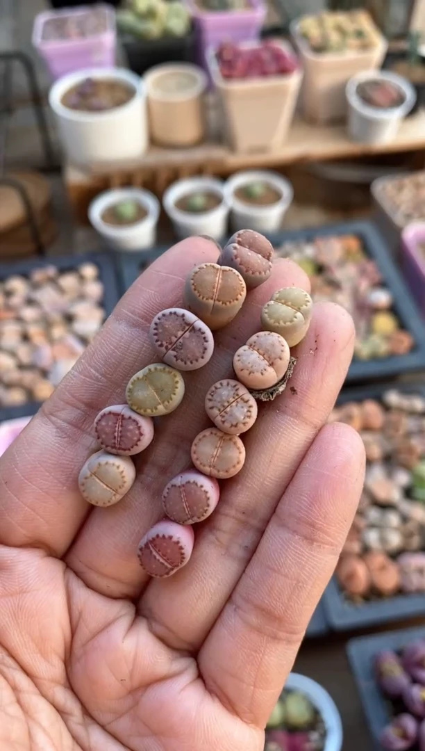 【闪购商品】6378直播一物一拍