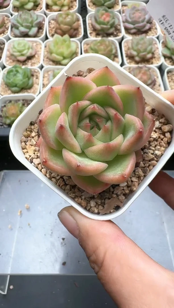 675D云禹多肉植物 带盆土纸巾打包 3颗包邮