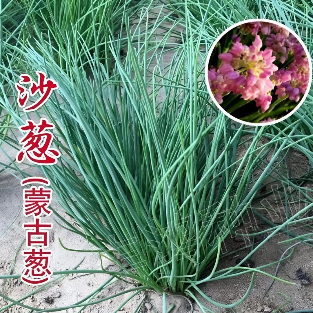 沙葱种子一年四季阳台易种盆栽北方春夏秋种植