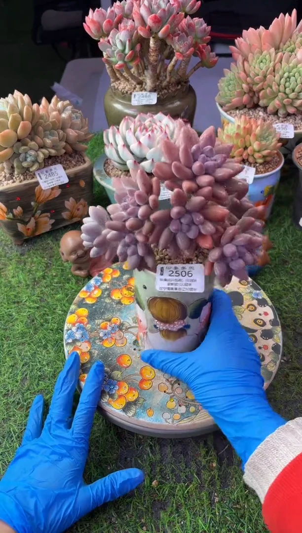 昆明印象多肉2506