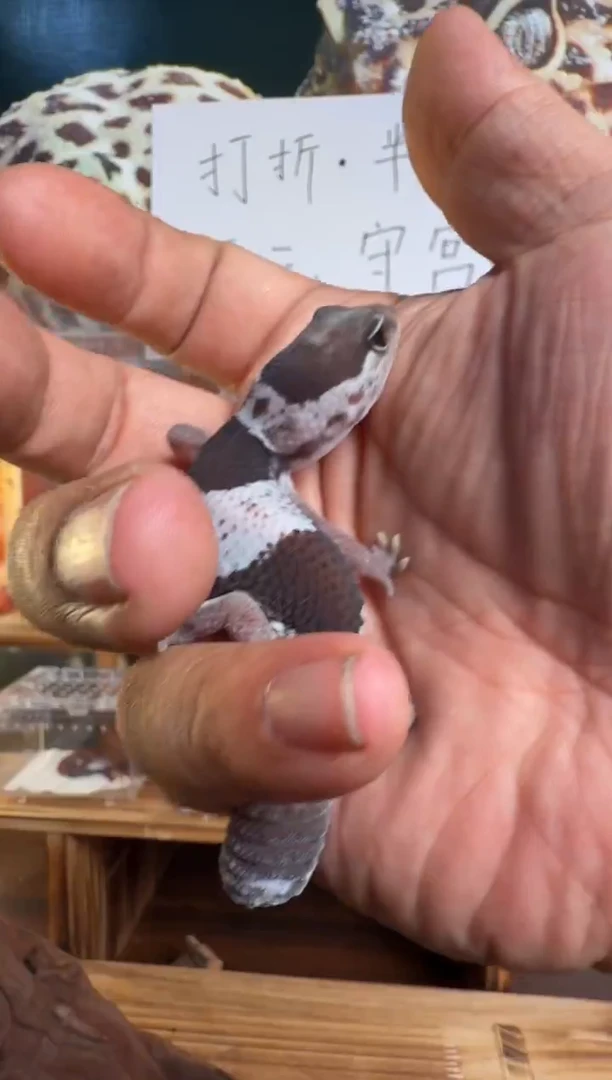 豹纹守宫肥尾守宫