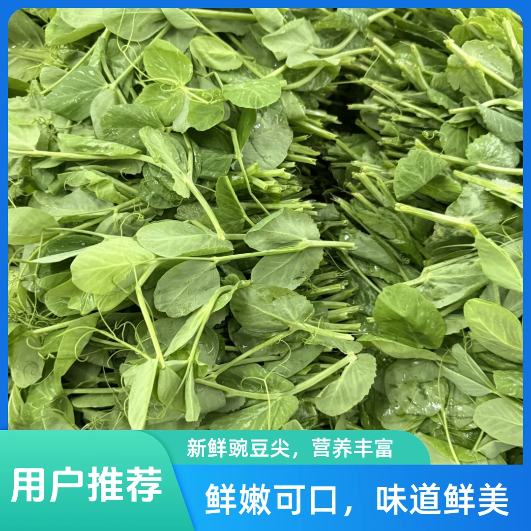 豌豆尖半公斤~1公斤豌豆尖