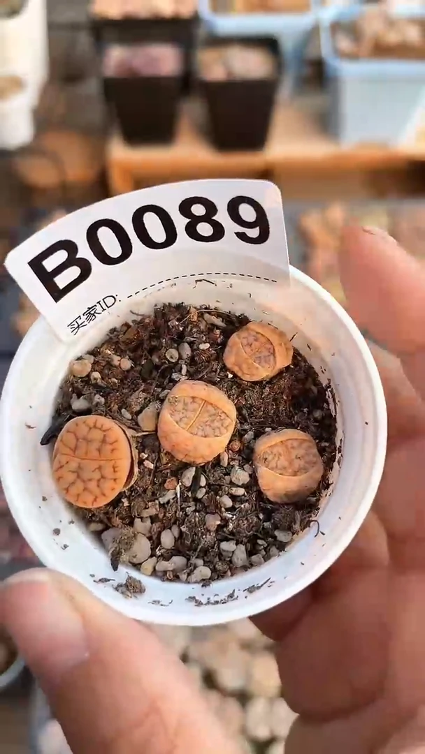 【闪购商品】0089直播一物一拍