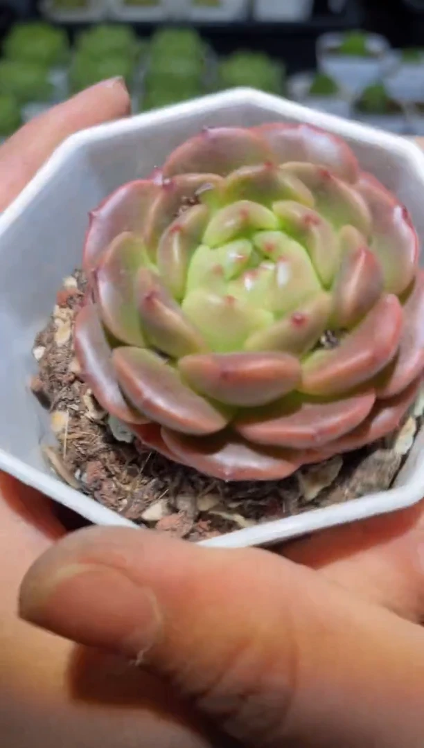 322妖精之心量拍发一颗