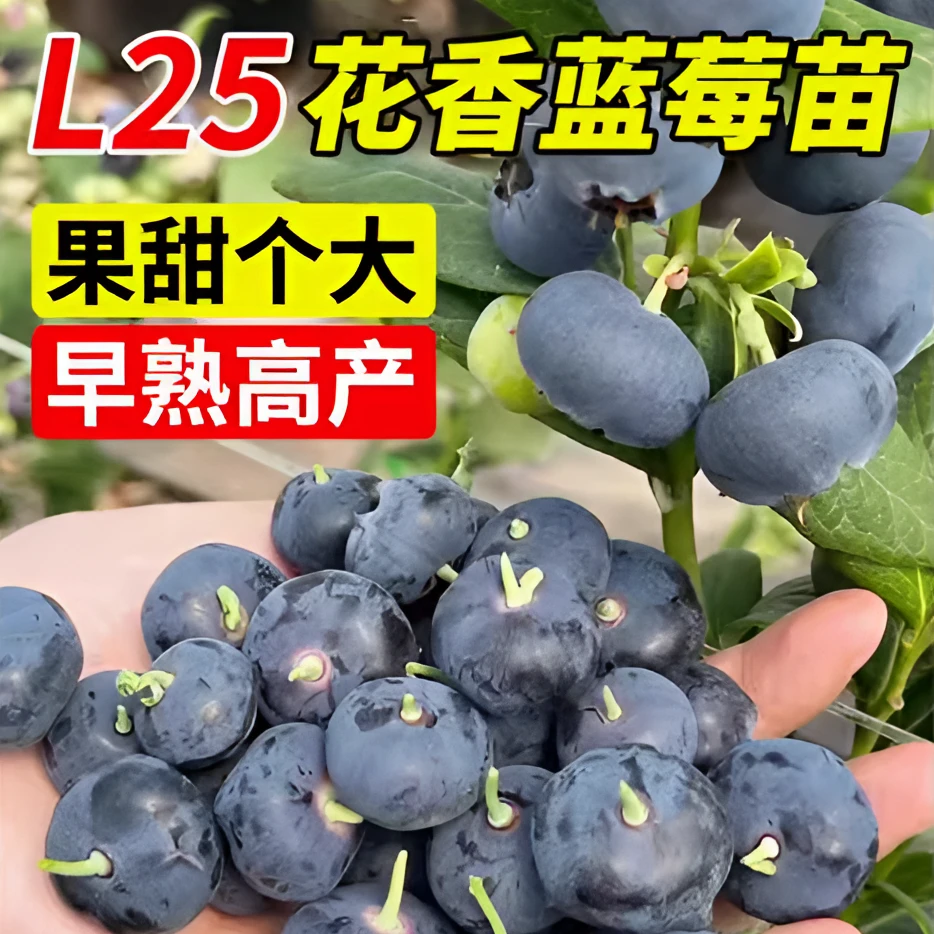 蓝莓盆栽树苗带果带花蓝莓树果苗盆栽种植苗南北可种阳台庭院一物