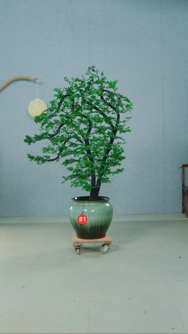 无花朵广东小叶紫檀
