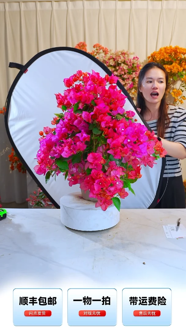 大部分开放少量花苞同安红