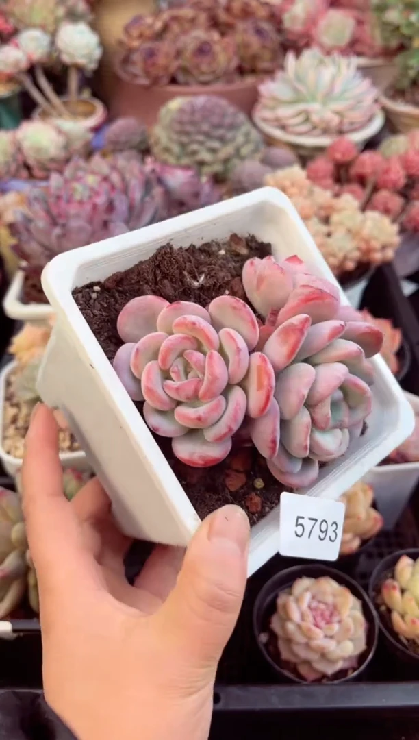 【闪购商品】5793漫漫雪多肉