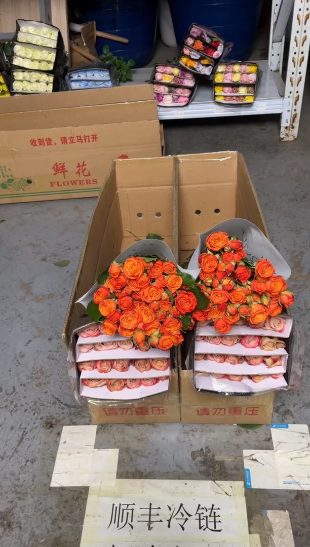 卡布20枝+橙色芭比10枝
