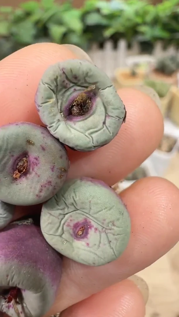 ?****️29-132多肉植物肉锥1810.281