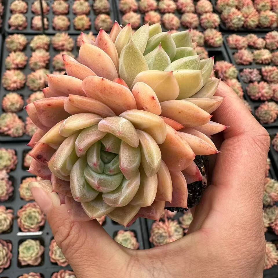 7#埃及艳后双头  前男友精品多肉  A1239①