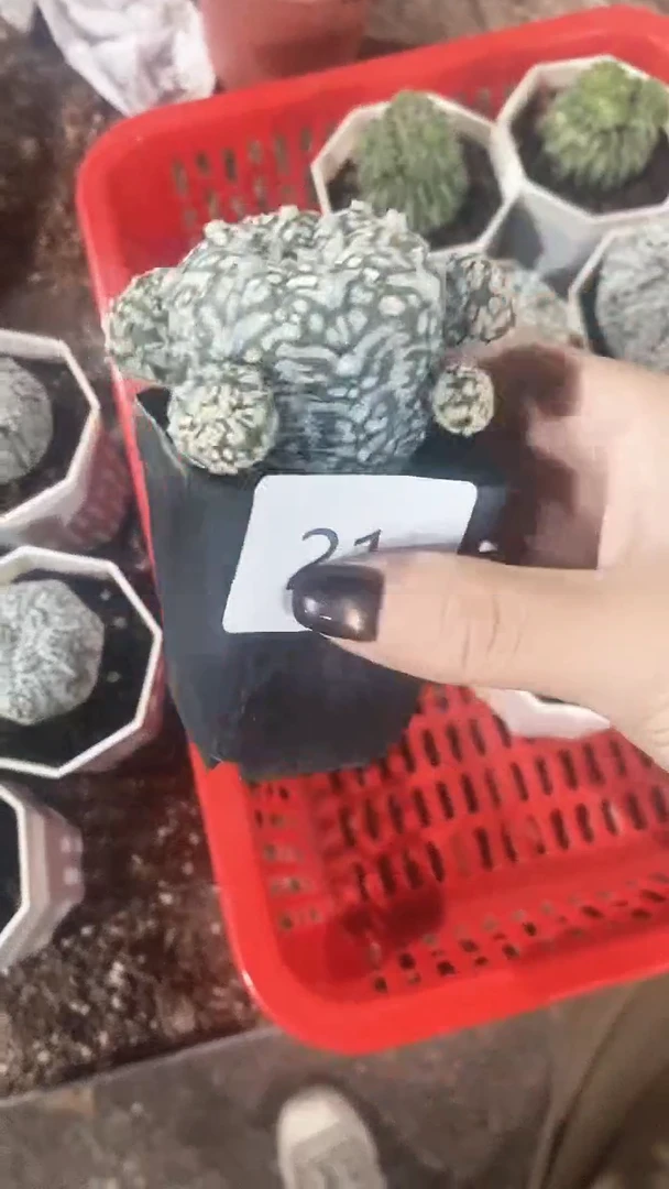 21号V兜仙人球