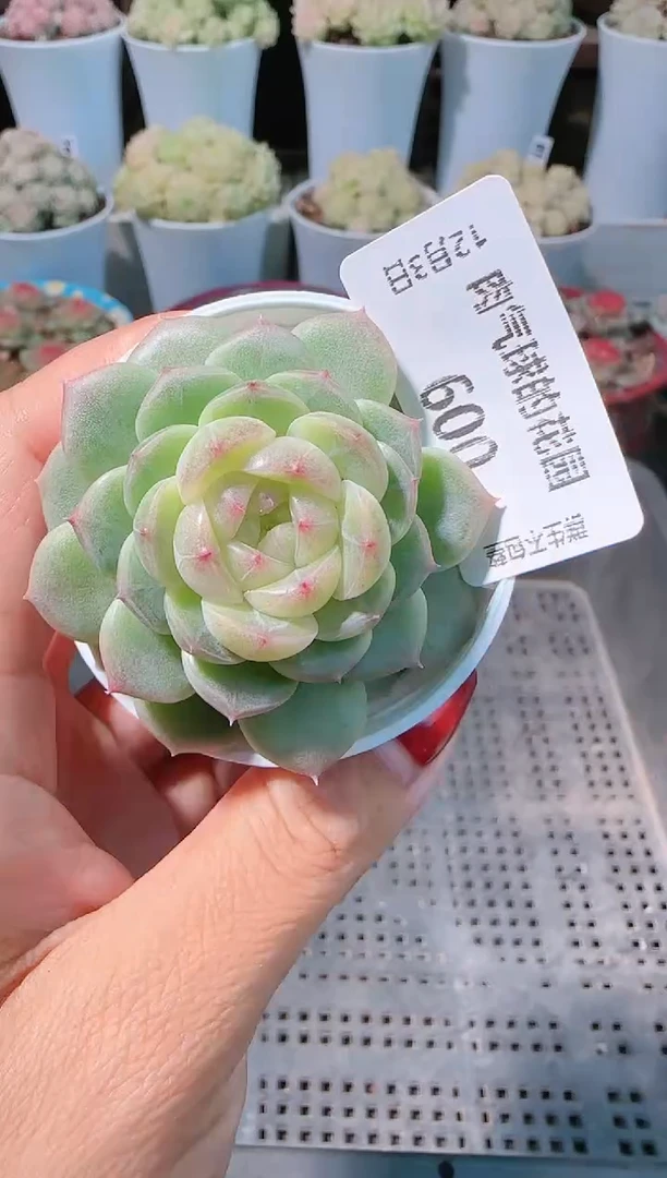 1203-600多肉群生不包整