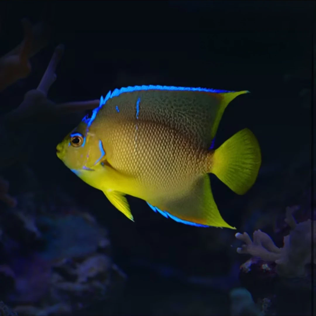 红海蓝仙海水鱼售后需拍开箱视频（免包装费）