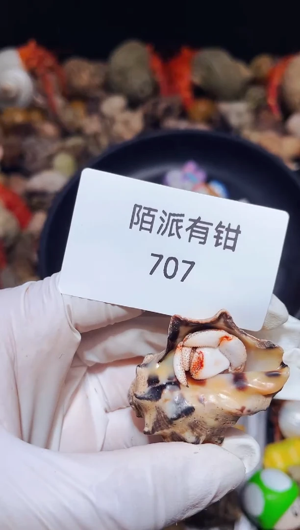 陌派有钳马岛白草 1.5口 707