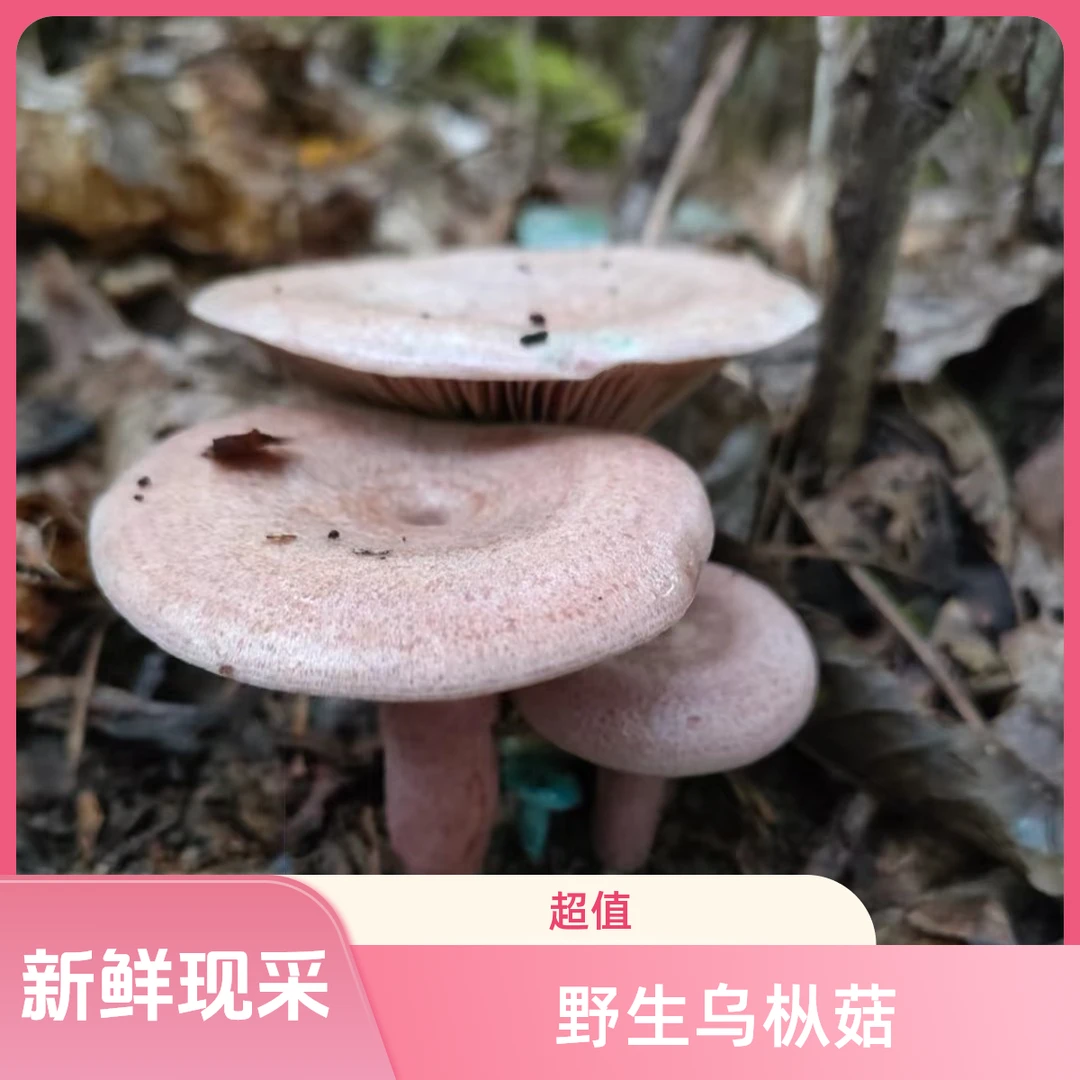 江西野生乌枞菇三九菇乌纵菌枞树菇松树菇现采现发顺丰包邮