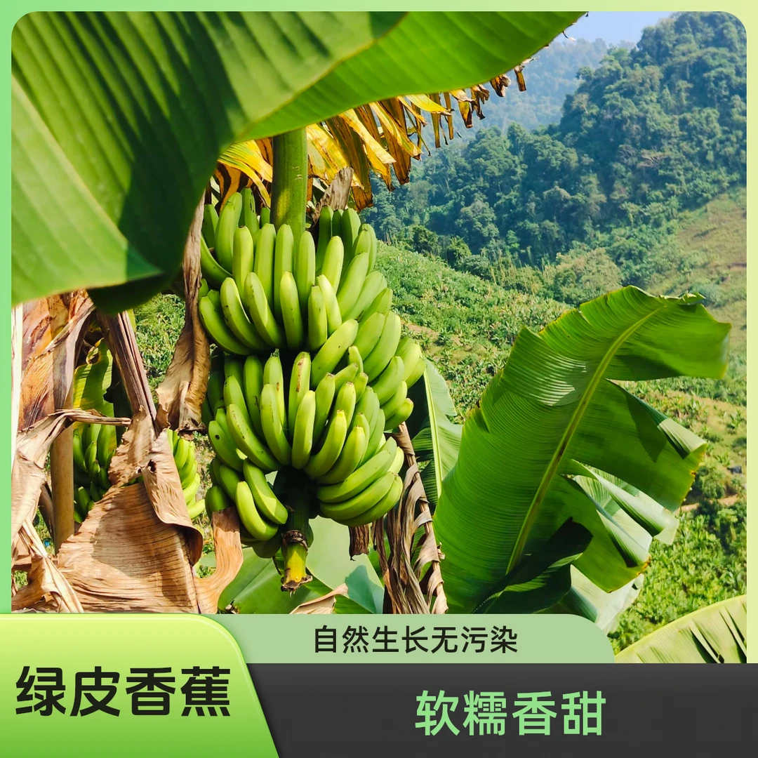 正宗云南高山香蕉绿皮香蕉新鲜采摘不打药产地直发