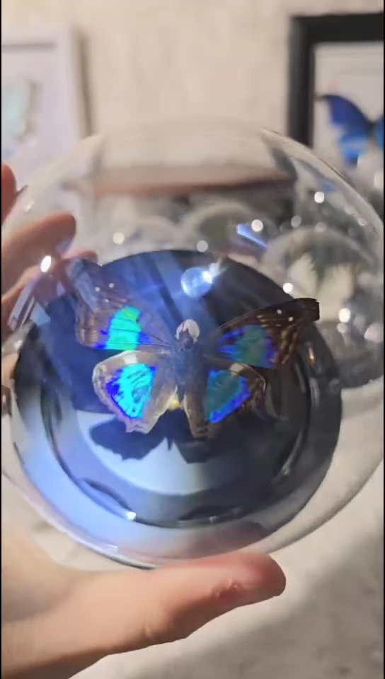蓝带容水晶球蝴蝶