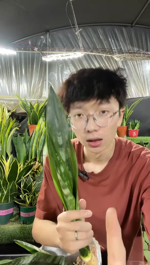 波力虎皮兰裸根2棵28.8