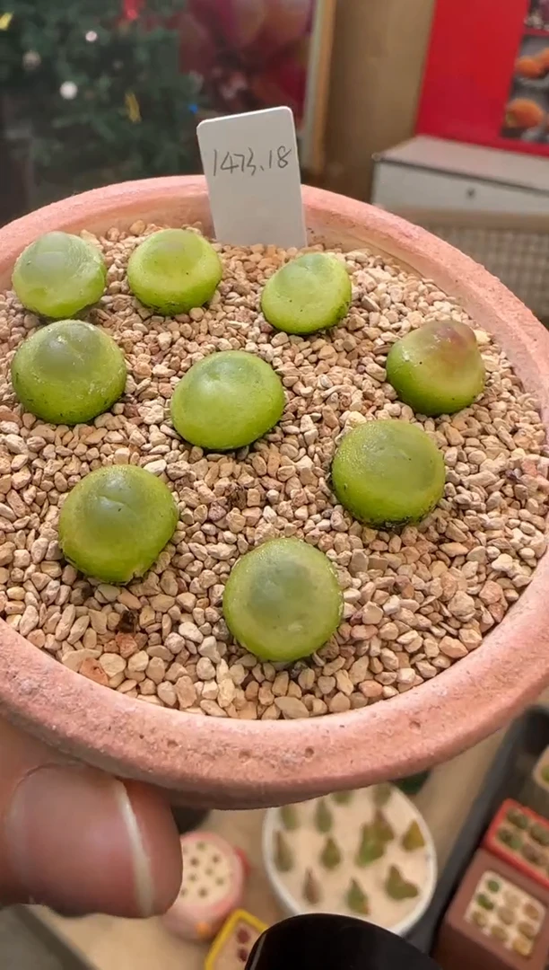 【闪购商品】22-12拉登1473.18一颗