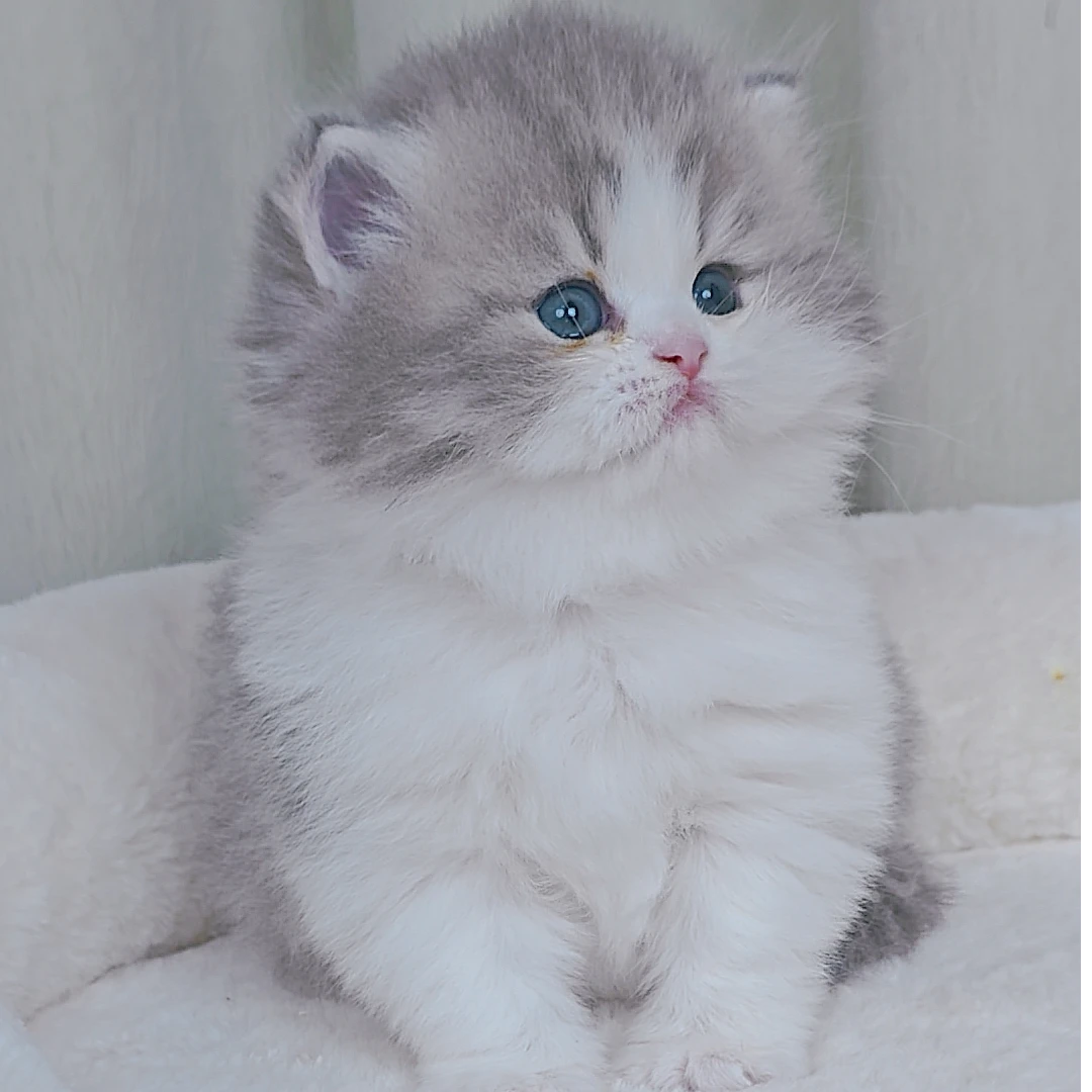 多种品种宠物猫活体售卖包括紫金蓝金，金渐层，金加白拿破仑等