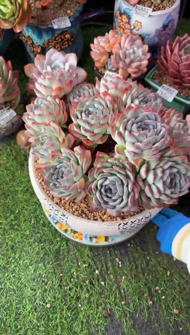 昆明印象多肉07137