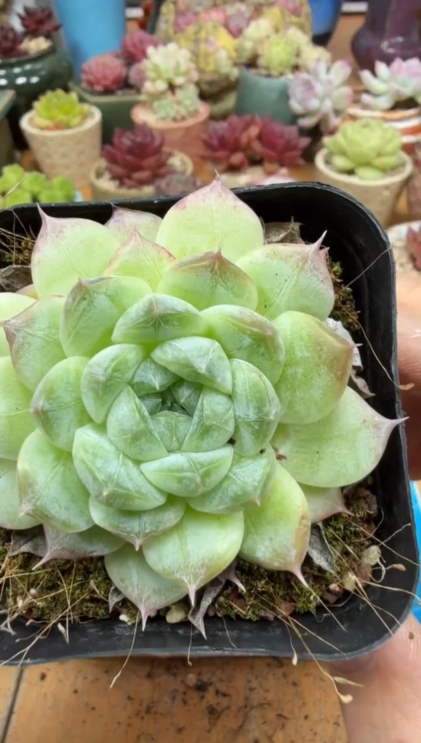 东云多肉园二店-446