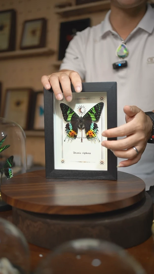 太阳蛾图腾款7寸竖框